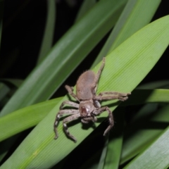 Isopeda sp. (genus) at Conder, ACT - 3 Apr 2016 10:46 PM