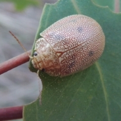 Paropsis atomaria (Eucalyptus leaf beetle) at Paddys River, ACT - 15 Feb 2015 by michaelb