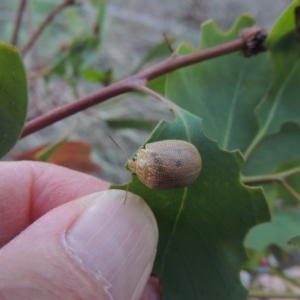 Paropsis atomaria at Paddys River, ACT - 15 Feb 2015