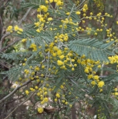 Acacia dealbata (Silver Wattle) at Cotter River, ACT - 5 Aug 2016 by KenT