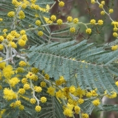 Acacia dealbata at Cotter River, ACT - 5 Aug 2016