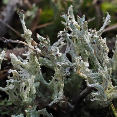 Cladonia sp. (genus) (Cup Lichen) at Cotter River, ACT - 5 Aug 2016 by KenT