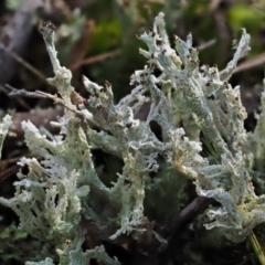 Cladonia sp. (Cup Lichen) at Cotter River, ACT - 5 Aug 2016 by KenT