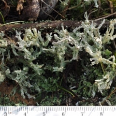 Cladonia sp. (genus) at Cotter River, ACT - 5 Aug 2016 12:50 PM