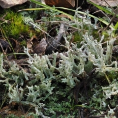 Cladonia sp. (genus) at Cotter River, ACT - 5 Aug 2016