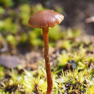 Galerina sp. at Cotter River, ACT - 5 Aug 2016 by KenT