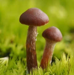 Galerina sp. at Cotter River, ACT - 5 Aug 2016 by KenT