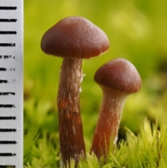 Galerina sp. at Cotter River, ACT - 5 Aug 2016