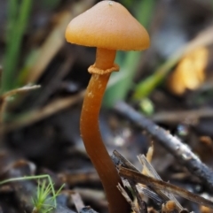 Galerina sp. at Lower Cotter Catchment - 5 Aug 2016 by KenT