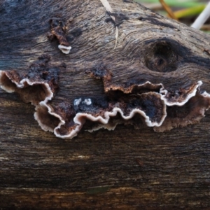 Xylobolus illudens at Cotter River, ACT - 5 Aug 2016