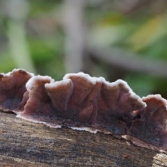 Xylobolus illudens at Cotter River, ACT - 5 Aug 2016