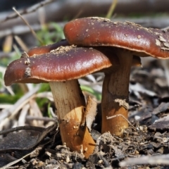 Cortinarius sp. (Cortinarius) at Cotter River, ACT - 5 Aug 2016 by KenT