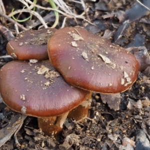 Cortinarius sp. at Cotter River, ACT - 5 Aug 2016 11:43 AM