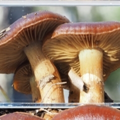 Cortinarius sp. at Cotter River, ACT - 5 Aug 2016 11:43 AM