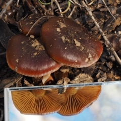 Cortinarius sp. at Cotter River, ACT - 5 Aug 2016 11:43 AM