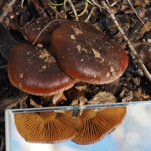 Cortinarius sp. at Cotter River, ACT - 5 Aug 2016 11:43 AM