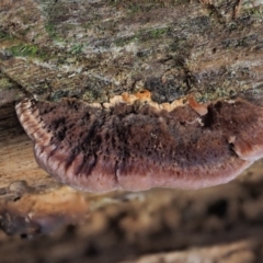 Rhodofomitopsis lilacinogilva complex (Lilac Shelf Fungus) at Cotter River, ACT - 5 Aug 2016 by KenT