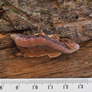 Rhodofomitopsis lilacinogilva complex at Cotter River, ACT - 5 Aug 2016 10:58 AM