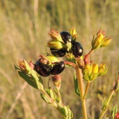 Chrysolina quadrigemina (Greater St Johns Wort beetle) at Gigerline Nature Reserve - 10 Nov 2014 by michaelb