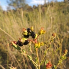 Chrysolina quadrigemina at Tennent, ACT - 10 Nov 2014 07:50 PM