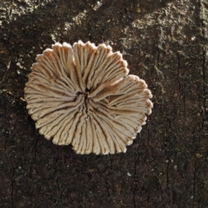 Schizophyllum commune at Cotter River, ACT - 5 Aug 2016