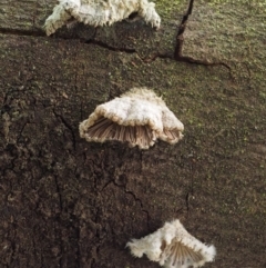 Schizophyllum commune at Cotter River, ACT - 5 Aug 2016 01:33 PM