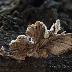 Schizophyllum commune at Cotter River, ACT - 5 Aug 2016