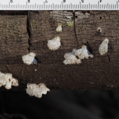 Schizophyllum commune at Cotter River, ACT - 5 Aug 2016