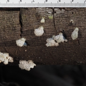 Schizophyllum commune at Cotter River, ACT - 5 Aug 2016 01:33 PM