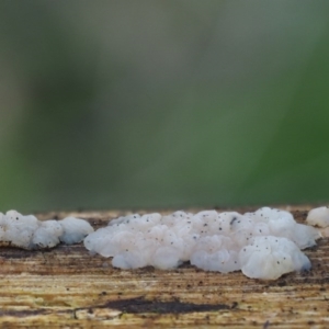 Gelatinous, on wood – genus uncertain at Cotter River, ACT - 5 Aug 2016 01:33 PM