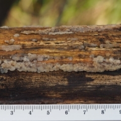 Gelatinous, on wood – genus uncertain at Cotter River, ACT - 5 Aug 2016 01:33 PM