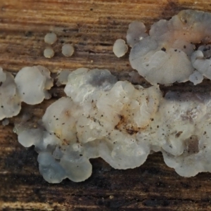 Gelatinous, on wood – genus uncertain at Cotter River, ACT - 5 Aug 2016 01:33 PM