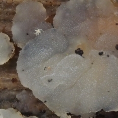 Gelatinous, on wood – genus uncertain at Cotter River, ACT - 5 Aug 2016 01:33 PM