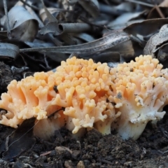 Ramaria sp. (A Coral fungus) at Cotter River, ACT - 4 Aug 2016 by KenT
