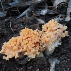 Ramaria sp. at Cotter River, ACT - 5 Aug 2016