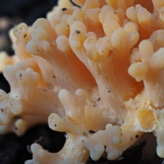 Ramaria sp. at Cotter River, ACT - 5 Aug 2016