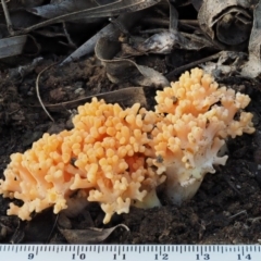 Ramaria sp. at Cotter River, ACT - 5 Aug 2016