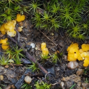 Phaeohelotium (Discinella terrestris aggregate) at Cotter River, ACT - 5 Aug 2016