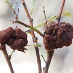 Uromycladium murphyi (Acacia gall rust) at Cotter River, ACT - 4 Aug 2016 by KenT