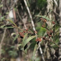 Uromycladium murphyi at Lower Cotter Catchment - 5 Aug 2016