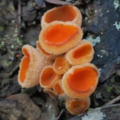 Aleuria sp. (genus) (An Orange peel fungus) at Cotter River, ACT - 4 Aug 2016 by KenT
