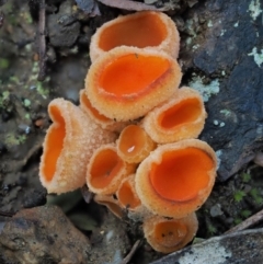 Aleuria sp. (genus) (An Orange peel fungus) at Cotter River, ACT - 5 Aug 2016 by KenT