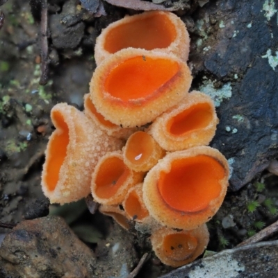 Aleuria sp. (An Orange peel fungus) at Cotter River, ACT - 4 Aug 2016 by KenT