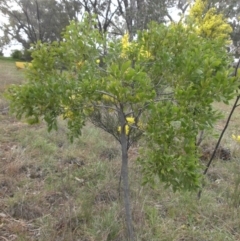 Acacia melanoxylon at Campbell, ACT - 22 Aug 2016 09:32 AM