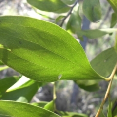 Acacia melanoxylon at Campbell, ACT - 22 Aug 2016