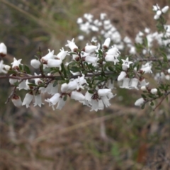 Cryptandra amara (Bitter Cryptandra) at Campbell, ACT - 21 Aug 2016 by SilkeSma