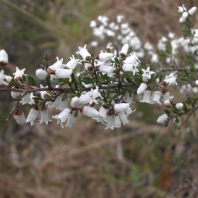 Cryptandra amara (Bitter Cryptandra) at Campbell, ACT - 21 Aug 2016 by SilkeSma