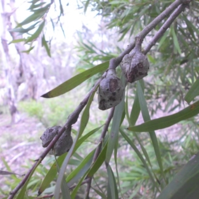 Hakea salicifolia (Willow-leaved Hakea) at Legacy Park Woodland Reserve - 21 Aug 2016 by SilkeSma