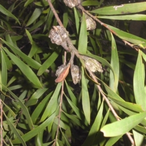 Hakea salicifolia at Campbell, ACT - 22 Aug 2016