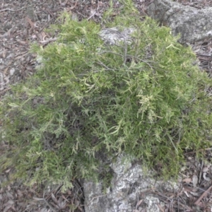 Billardiera scandens at Campbell, ACT - 22 Aug 2016